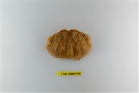 藏品(肝葉饅頭蟹)的圖片